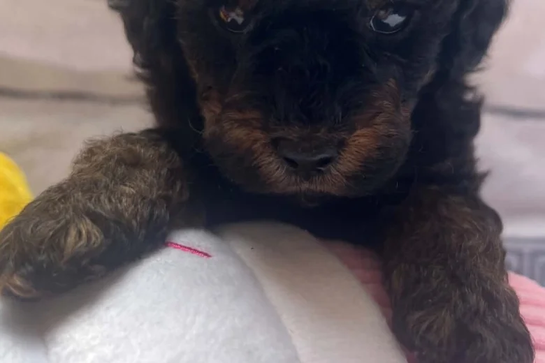 Maltipoo