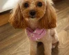 Maltipoo