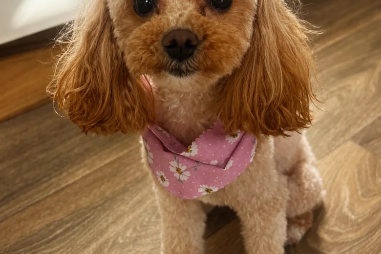 Maltipoo