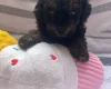Maltipoo