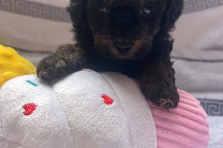 Maltipoo