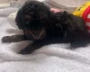 Maltipoo