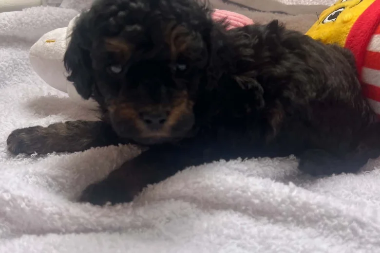 Maltipoo