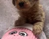 Maltipoo