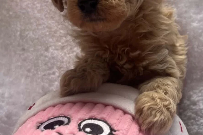 Maltipoo