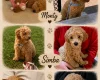 Maltipoo
