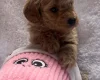 Maltipoo