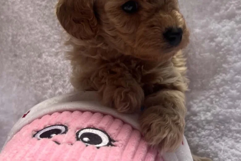 Maltipoo