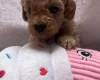 Maltipoo