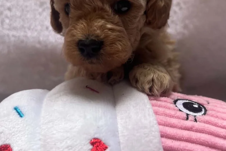 Maltipoo