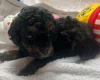 Maltipoo