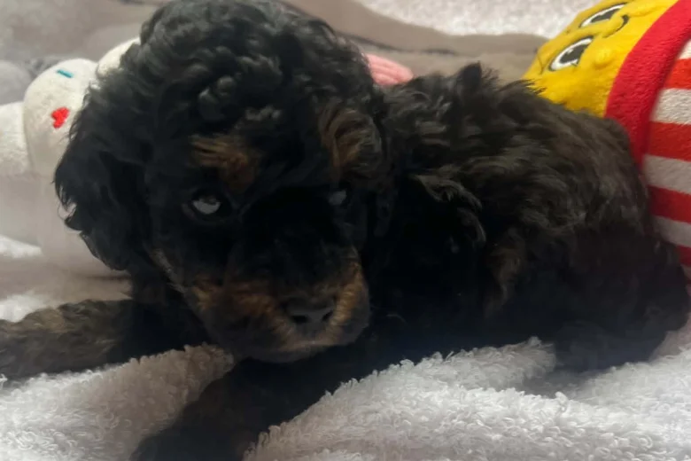 Maltipoo