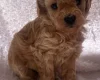 Maltipoo