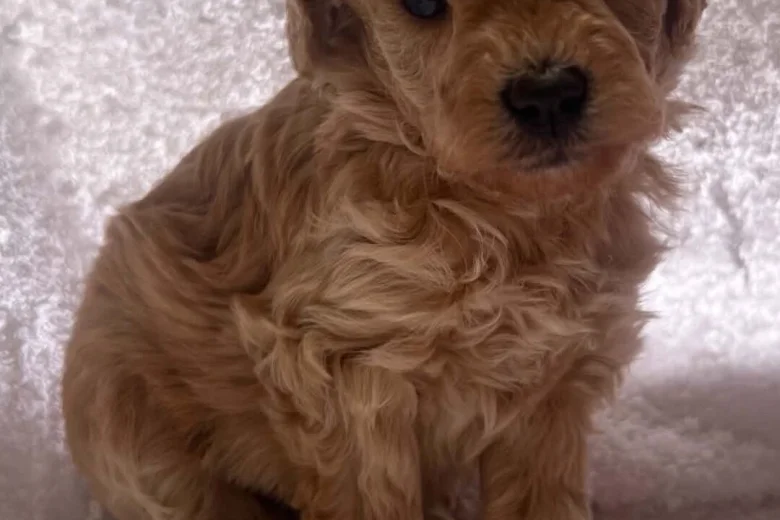 Maltipoo