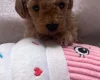 Maltipoo