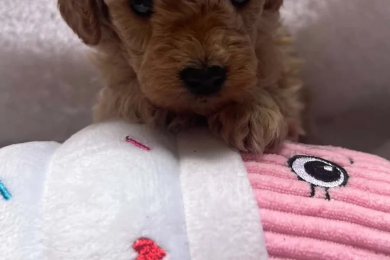Maltipoo