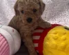 Maltipoo
