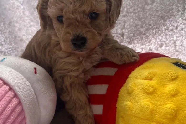 Maltipoo