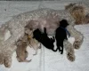 Maltipoo