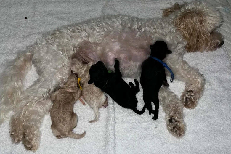 Maltipoo