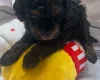 Maltipoo