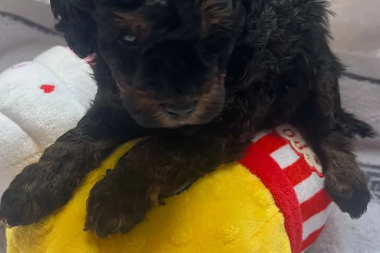 Maltipoo