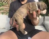 English Bulldog
