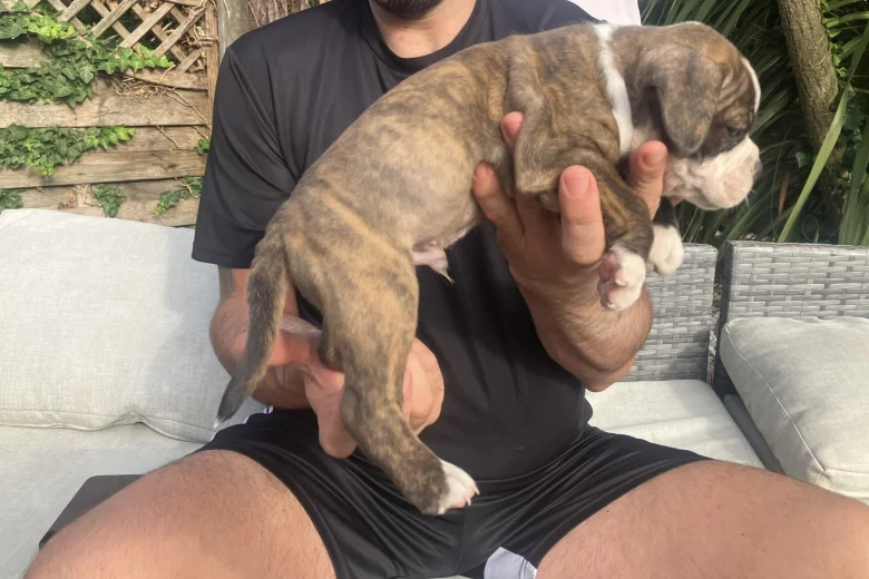 English Bulldog
