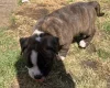 English Bulldog