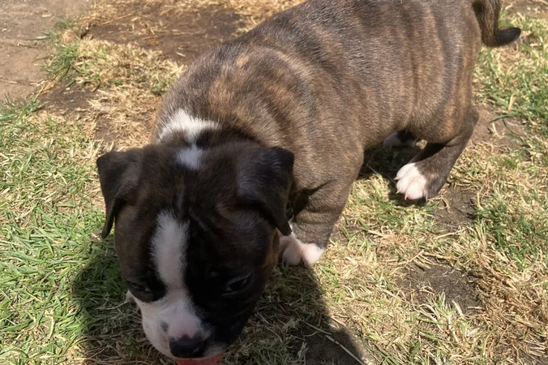 English Bulldog