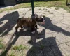 English Bulldog