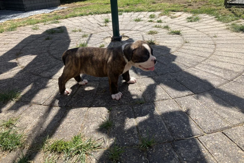 English Bulldog