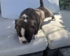 English Bulldog