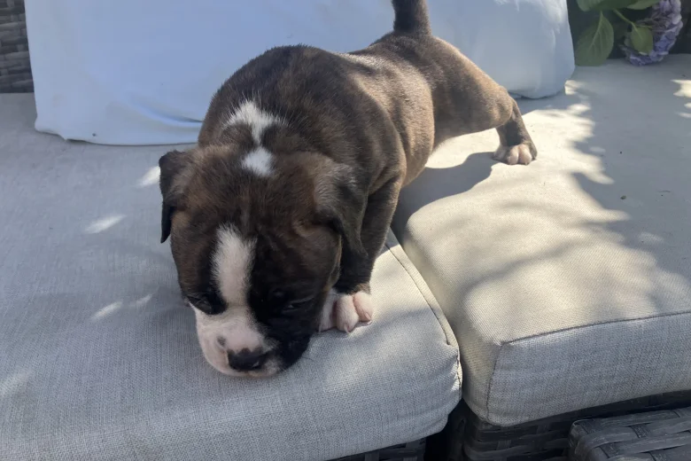 English Bulldog