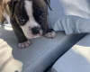 English Bulldog