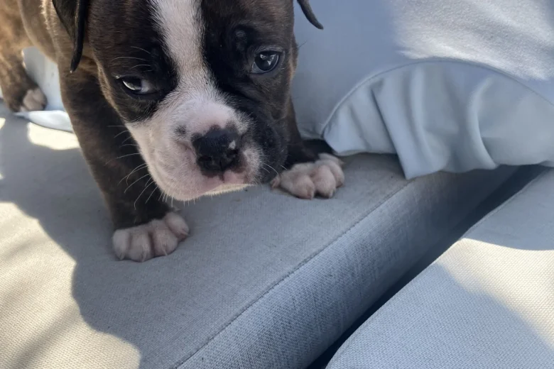 English Bulldog