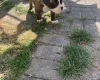 English Bulldog