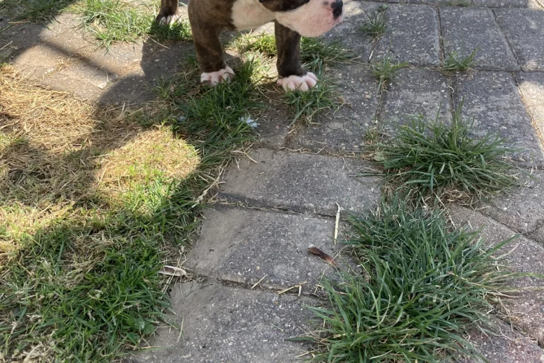 English Bulldog
