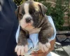 English Bulldog