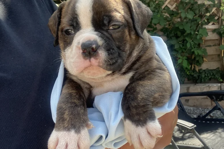 English Bulldog