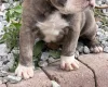 English Bulldog