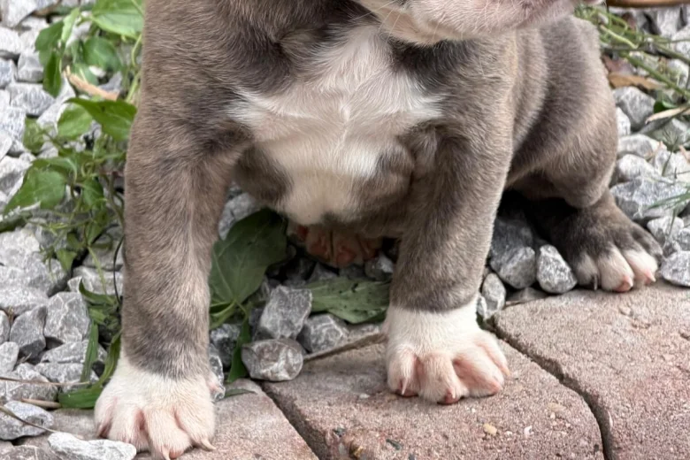 English Bulldog