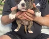 English Bulldog