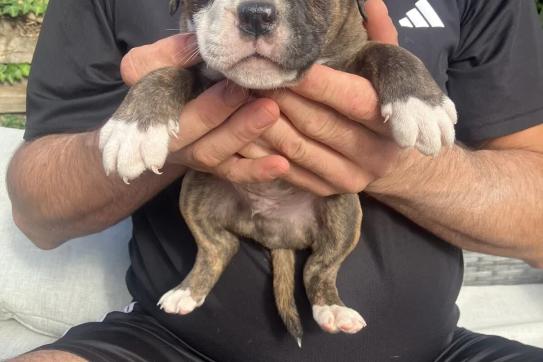 English Bulldog