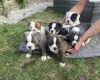 English Bulldog