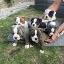 English Bulldog