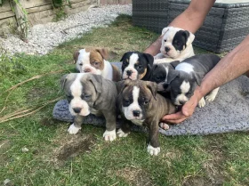 English Bulldog