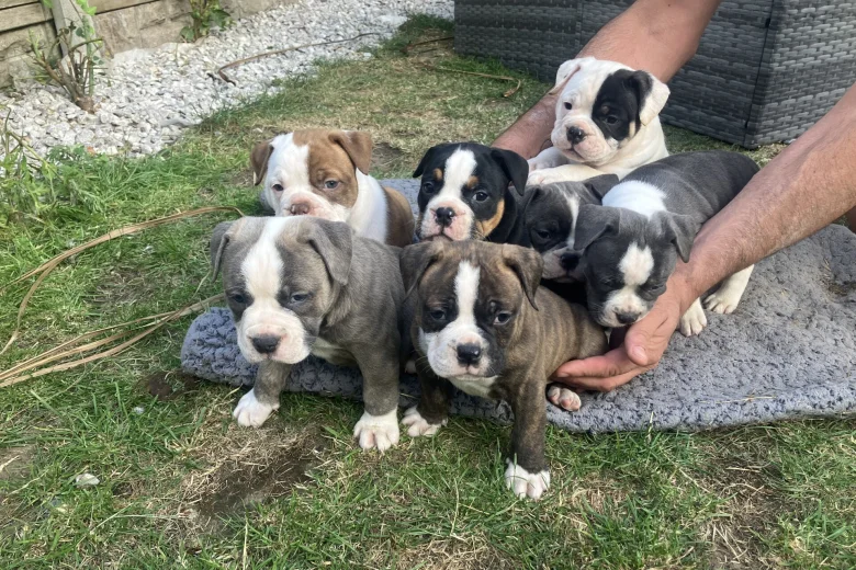 English Bulldog