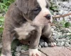 English Bulldog