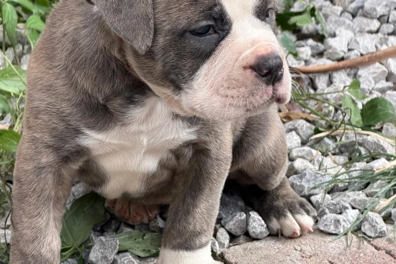 English Bulldog